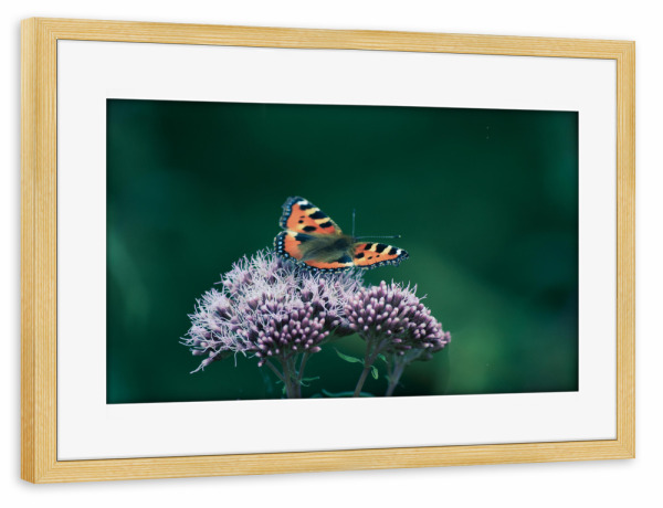 Poster mit Rahmen kiefer "Ein Schmetterling" artboxONE - Natur,Tiere