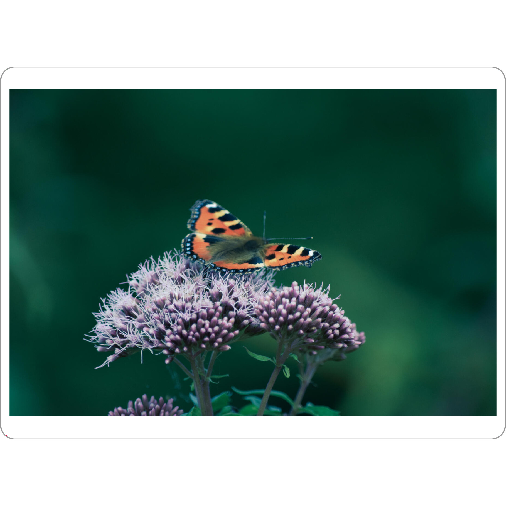 Tischset "Ein Schmetterling" artboxONE - Natur,Tiere