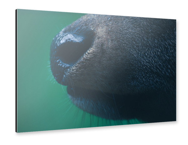 Alu-Dibond "Rothirschnase" 30x20 cm artboxONE