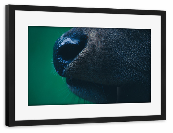 Poster mit Rahmen schwarz "Rothirschnase" artboxONE - Natur,Tiere