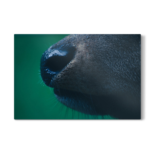 Galerie-Print "Rothirschnase" 30x20 cm artboxONE