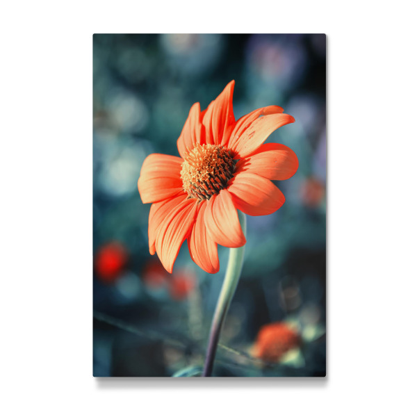 Galerie-Print "Orange Gazania" 30x20 cm artboxONE