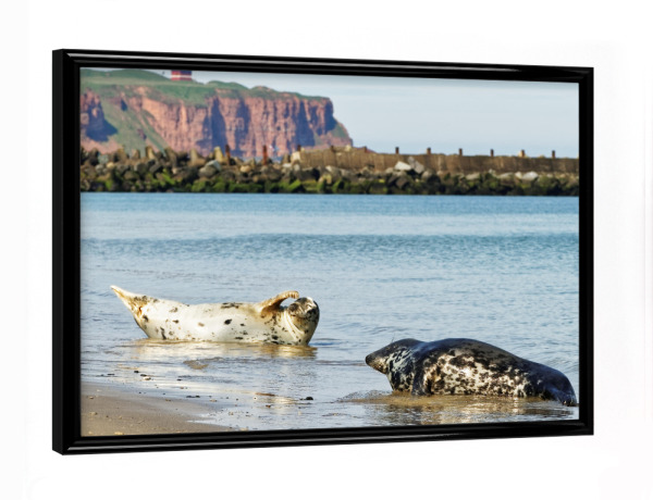 Poster mit schwarzem Rahmen "Kegelrobben am Strand" artboxONE - Natur,Tiere,Reise / Strand und Meer