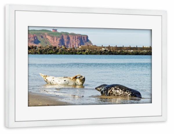 Poster mit Rahmen weiß "Kegelrobben am Strand" artboxONE - Natur,Tiere,Reise / Strand und Meer