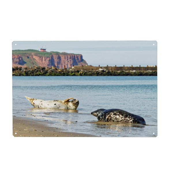 Holzbild "Kegelrobben am Strand" artboxONE - Natur,Tiere,Reise / Strand und Meer