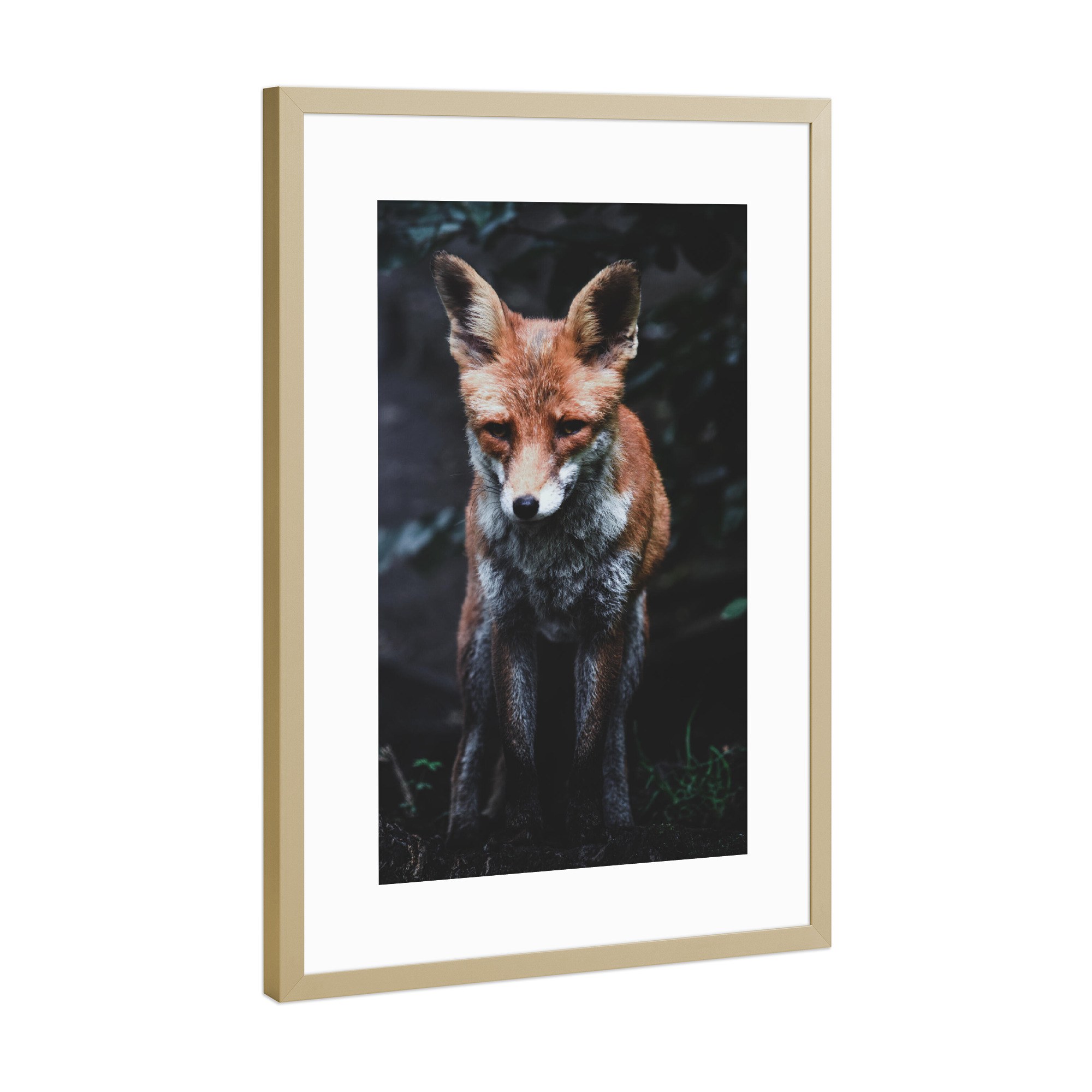 Poster mit Rahmen Gold "Schauender Fuchs" artboxONE - Natur,Tiere