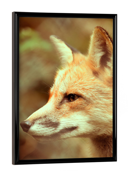 Poster mit schwarzem Rahmen "Aufmerksamer Fuchs" artboxONE - Natur,Tiere