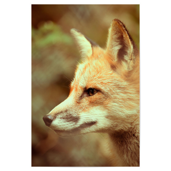 Poster 30x20 cm "Aufmerksamer Fuchs" artboxONE - Natur,Tiere
