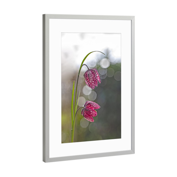 Poster mit Rahmen Silber "Kleine Schachbrettblume" artboxONE - Natur,Floral