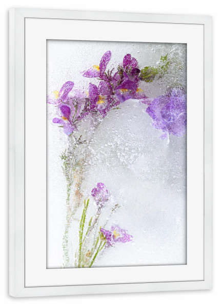 Poster mit Rahmen weiß "Eingefrorene Blumen" artboxONE - Natur,Floral