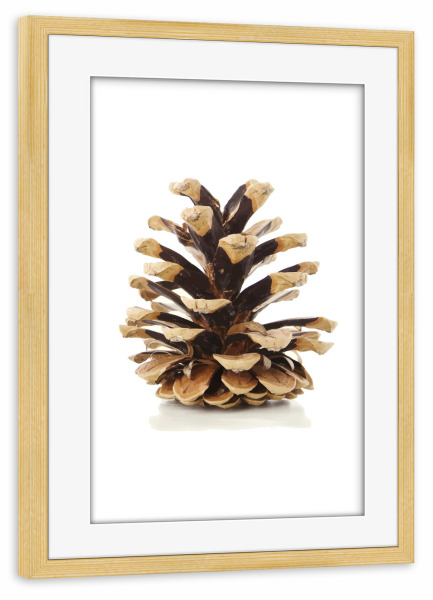 Poster mit Rahmen kiefer "Tannenzapfen" artboxONE - Natur,Weihnachten