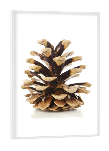 Poster mit weißem Rahmen "Tannenzapfen" artboxONE - Natur,Weihnachten