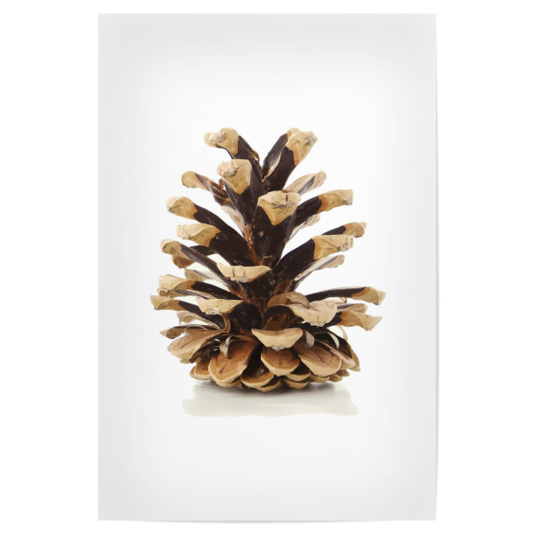 Poster 30x20 cm "Tannenzapfen" artboxONE - Natur,Weihnachten