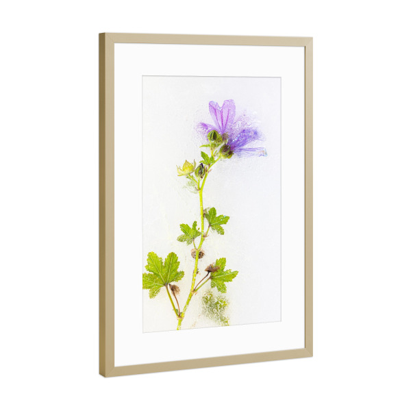 Poster mit Rahmen Gold "Unter dem Eis" artboxONE - Floral - Wildblumen,Makro,Blumen,Flowers,Floral,Botanical,Botanisch,Nahaufnahme