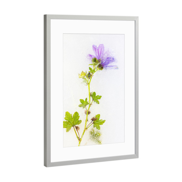 Poster mit Rahmen Silber "Unter dem Eis" artboxONE - Floral - Wildblumen,Makro,Blumen,Flowers,Floral,Botanical,Botanisch,Nahaufnahme