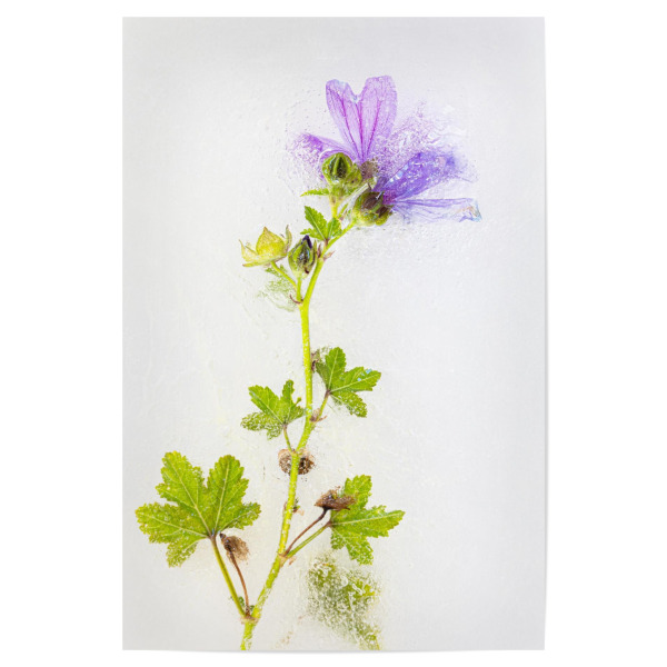 Poster "Unter dem Eis" artboxONE - Floral - Wildblumen,Makro,Blumen,Flowers,Floral,Botanical,Botanisch,Nahaufnahme