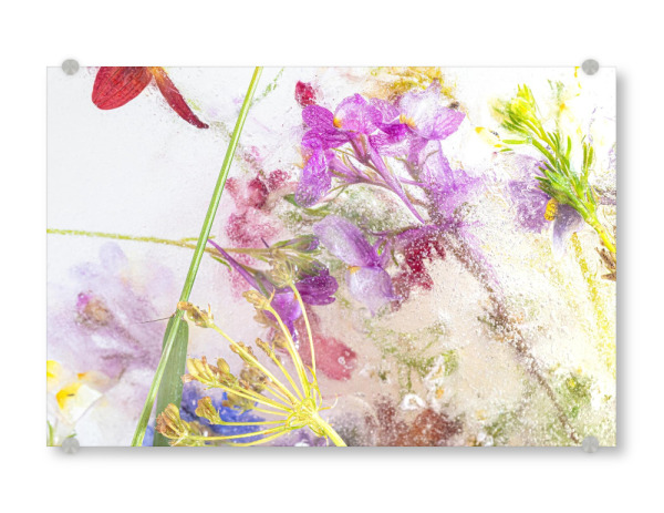 Acrylglasbild "Wildblumen in Eis - Variation" artboxONE - Natur,Floral