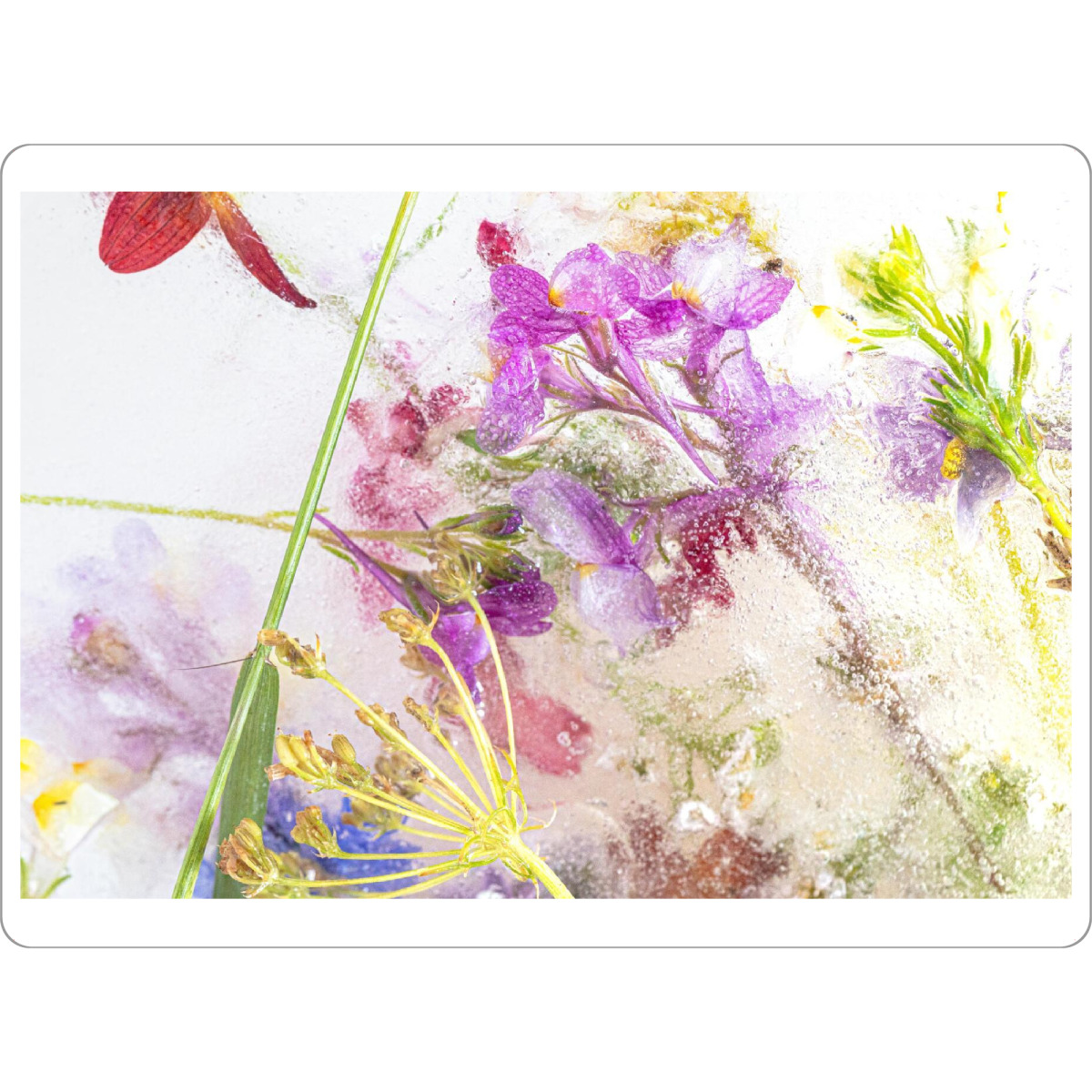 Tischset "Wildblumen in Eis - Variation" artboxONE - Natur,Floral