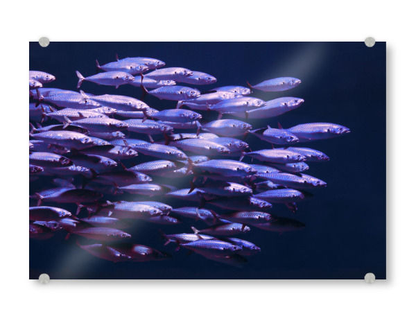 Acrylglasbild "Fischschwarm im Meer" artboxONE - Natur,Für Kinder,Tiere,Abstrakt,Unterwasser