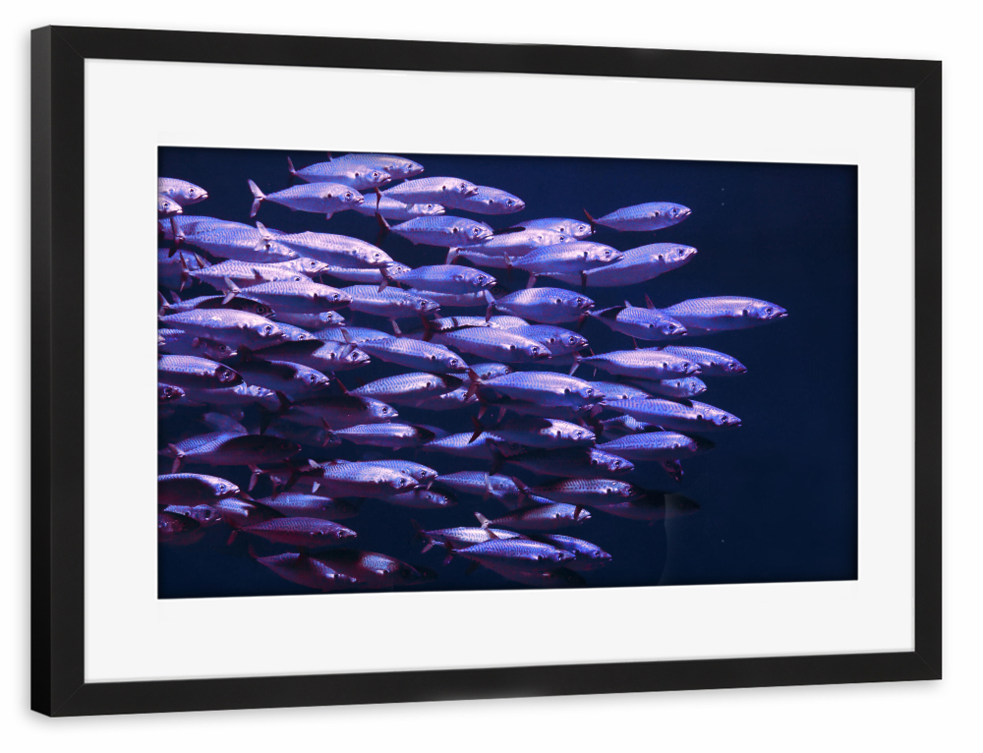 Poster mit Rahmen schwarz "Fischschwarm im Meer" artboxONE - Natur,Für Kinder,Tiere,Abstrakt,Unterwasser