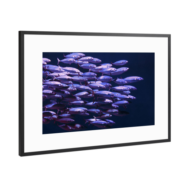 Poster mit Rahmen Schwarz (Metallic) "Fischschwarm im Meer" artboxONE - Natur,Für Kinder,Tiere,Abstrakt,Unterwasser