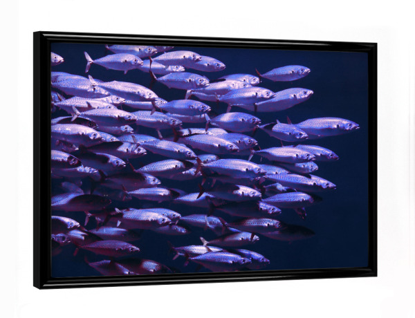 Poster mit schwarzem Rahmen "Fischschwarm im Meer" artboxONE - Natur,Für Kinder,Tiere,Abstrakt,Unterwasser