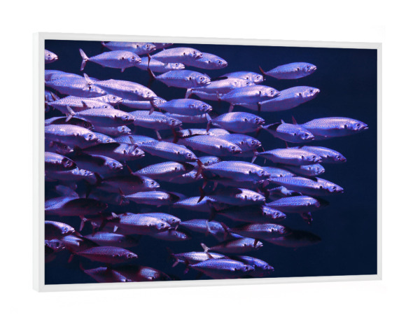 Poster mit weißem Rahmen "Fischschwarm im Meer" artboxONE - Natur,Für Kinder,Tiere,Abstrakt,Unterwasser