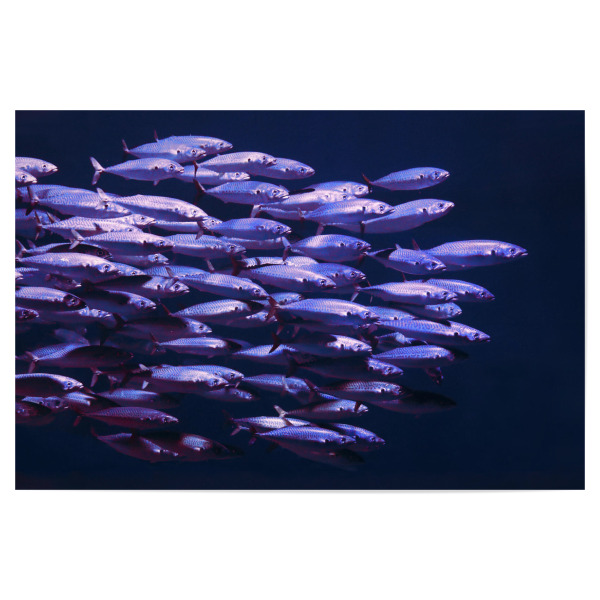 Poster "Fischschwarm im Meer" artboxONE - Natur,Für Kinder,Tiere,Abstrakt,Unterwasser