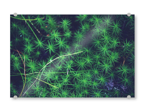 Acrylglasbild "Grünes Moos" artboxONE - Natur,Reise,Reise / Länder