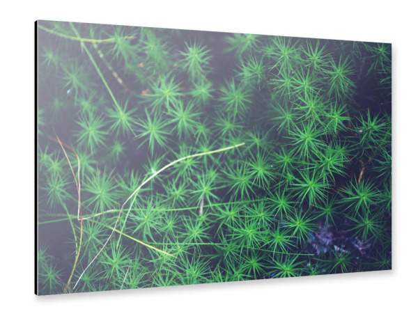 Alu-Dibond "Grünes Moos" 30x20 cm artboxONE