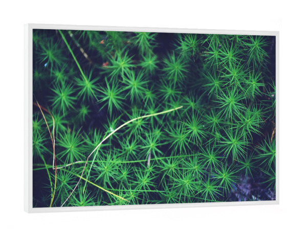 Poster mit weißem Rahmen "Grünes Moos" artboxONE - Natur,Reise,Reise / Länder