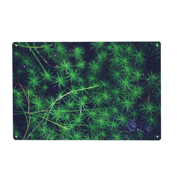 Metall Poster "Grünes Moos" artboxONE - Natur,Reise,Reise / Länder