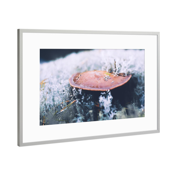 Poster mit Rahmen Silber "Pilz mit Rentierflechten" artboxONE - Natur,Reise,Reise / Länder