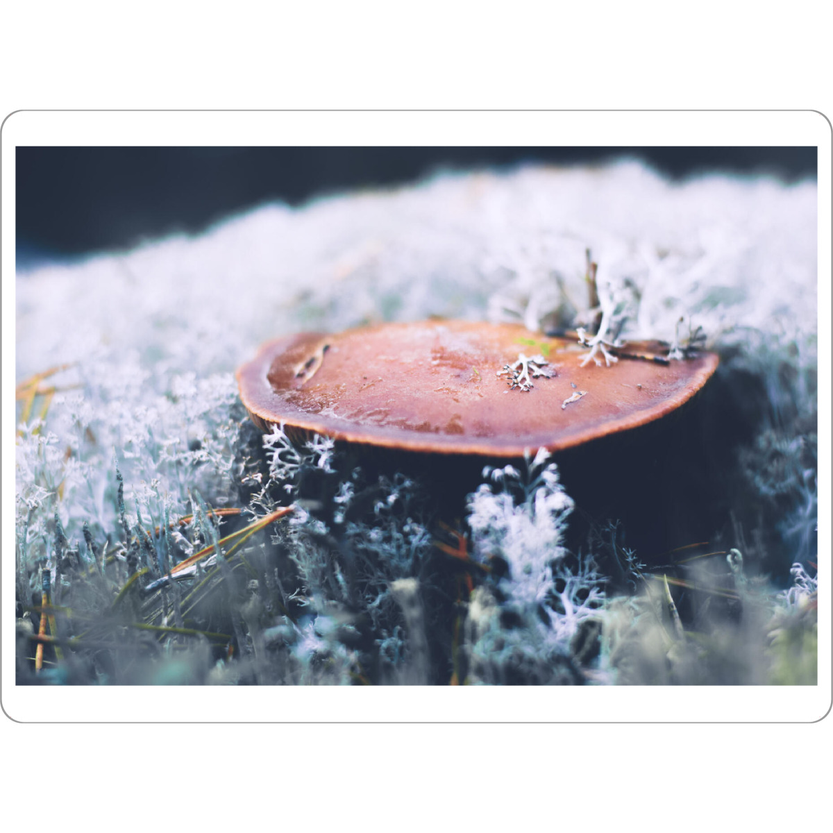 Tischset "Pilz mit Rentierflechten" artboxONE - Natur,Reise,Reise / Länder