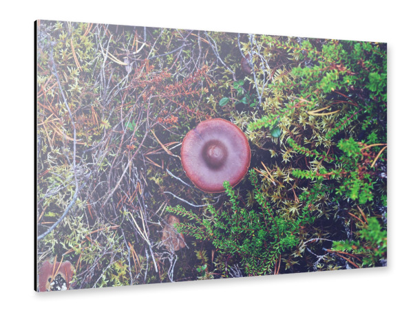 Alu-Dibond "Schwedischer Pilzhut" 30x20 cm artboxONE