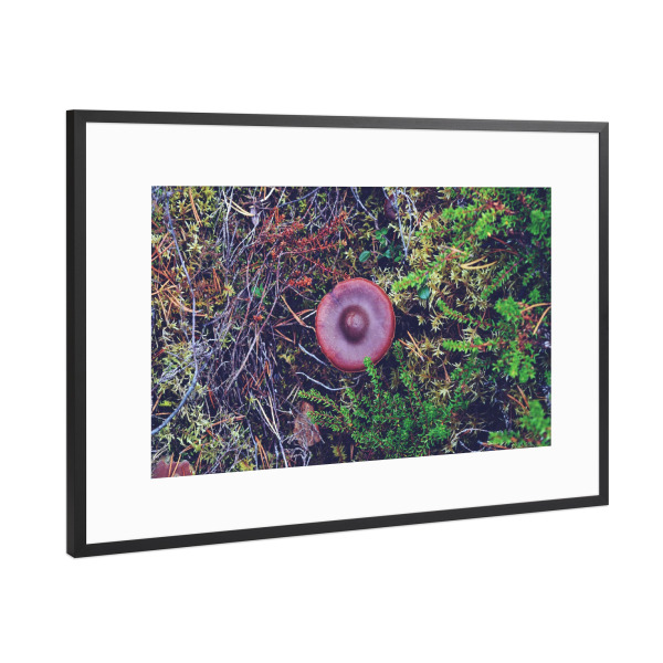 Poster mit Rahmen Schwarz (Metallic) "Schwedischer Pilzhut" artboxONE - Natur,Reise,Reise / Länder