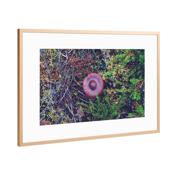 Poster mit Rahmen Kupfer "Schwedischer Pilzhut" artboxONE - Natur,Reise,Reise / Länder