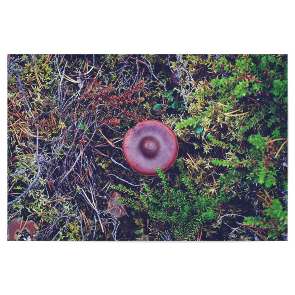 Poster "Schwedischer Pilzhut" artboxONE - Natur,Reise,Reise / Länder