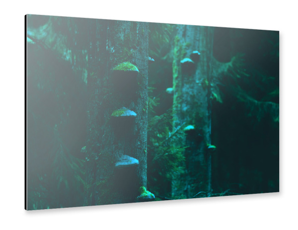 Alu-Dibond "Baumpilze" 30x20 cm artboxONE