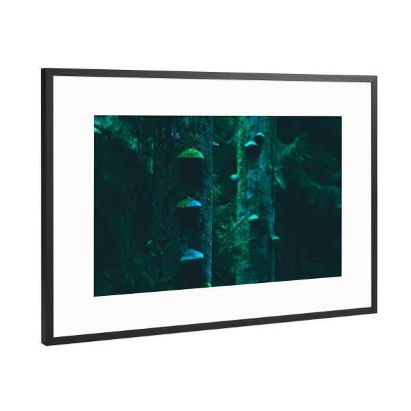 Poster mit Rahmen Schwarz (Metallic) "Baumpilze" artboxONE - Natur