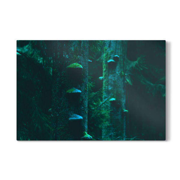 Galerie-Print "Baumpilze" 30x20 cm artboxONE