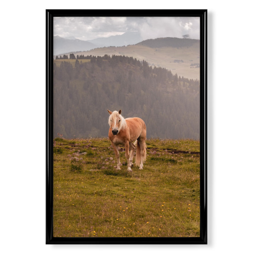 Horse in the mountains