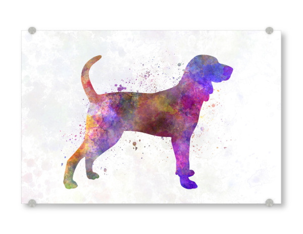 Acrylglasbild "Blue tick coon hound dog" artboxONE - Tiere