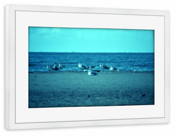 Poster mit Rahmen weiß "Seemöwen" artboxONE - Natur,Reise,Tiere,Reise / Strand und Meer,Reise / Länder