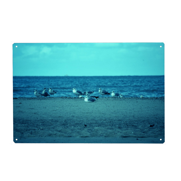 Metall Poster "Seemöwen" artboxONE - Natur,Reise,Tiere,Reise / Strand und Meer,Reise / Länder