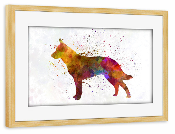 Poster mit Rahmen kiefer "Australian Cattle Dog" artboxONE - Tiere