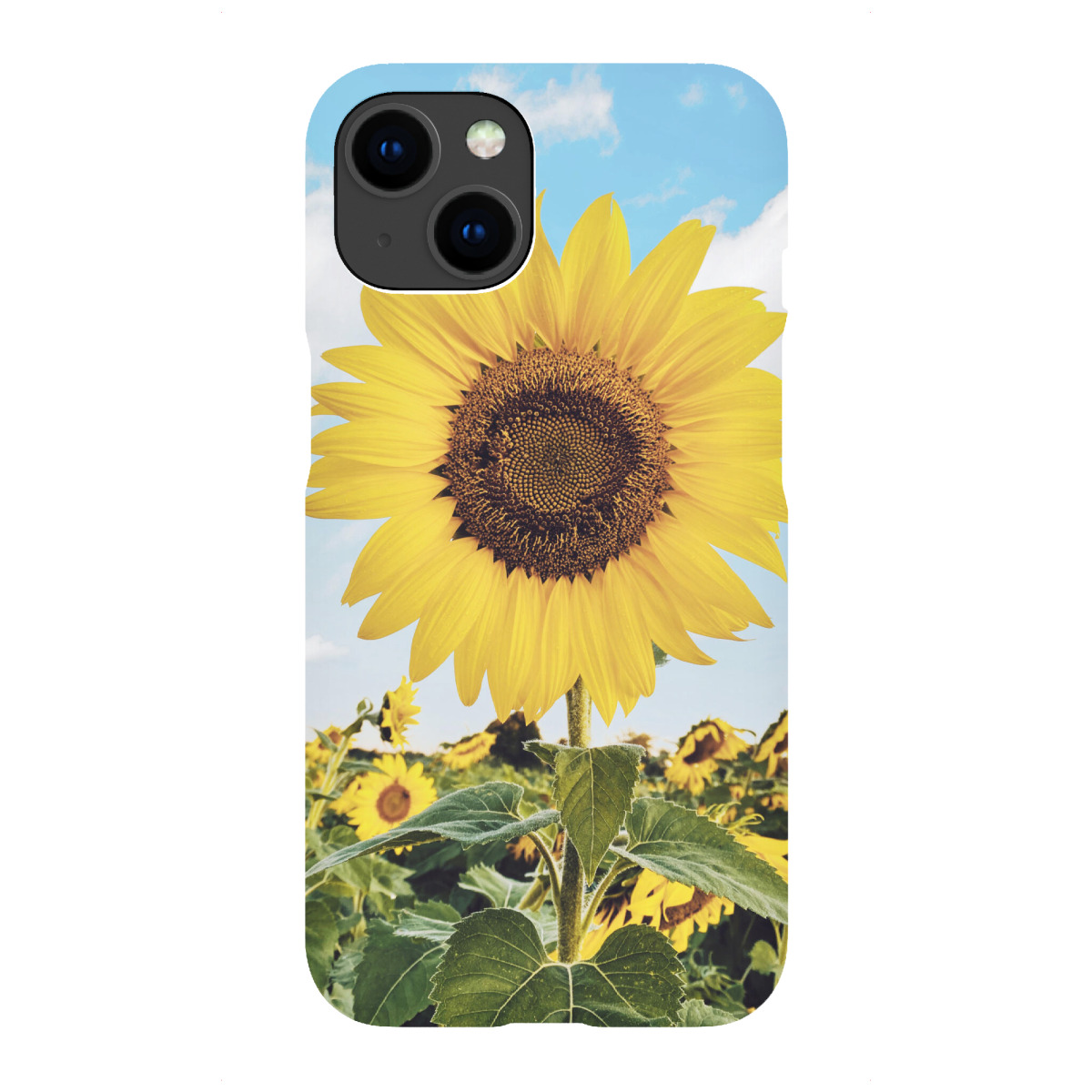 "Summer Sunflowers"für iPhone - Premium-Case Handyhülle artboxONE