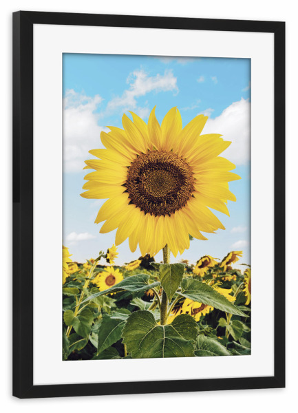 Poster mit Rahmen schwarz "Summer Sunflowers" artboxONE - Natur,Floral