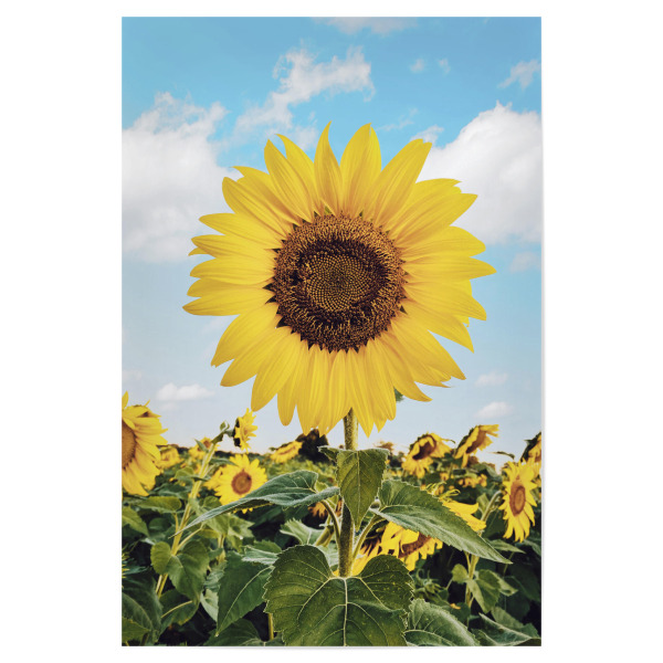 Poster "Summer Sunflowers" artboxONE - Natur,Floral
