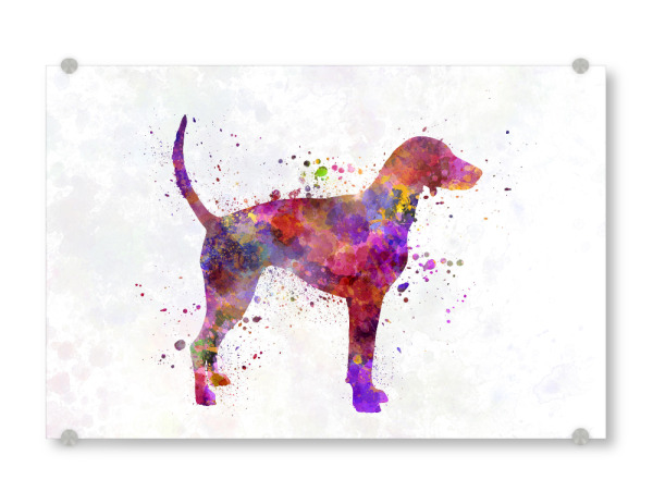 Acrylglasbild "American Foxhound in watercolor" artboxONE - Tiere,Abstrakt